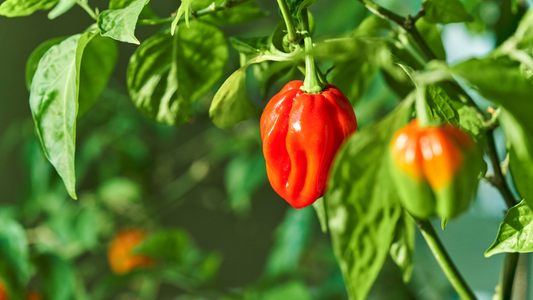What is a Habanero Pepper?