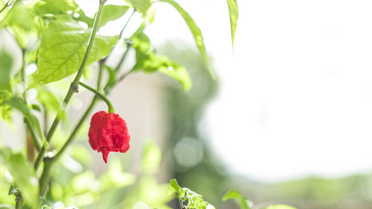 What is a Carolina Reaper?