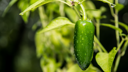 What is a Jalapeno?