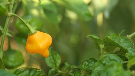 What is a Scotch Bonnet?