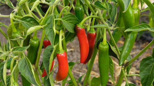 What is a Serrano Pepper?