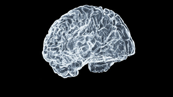 Why Your Gut and Brain Are More Connected Than You Think