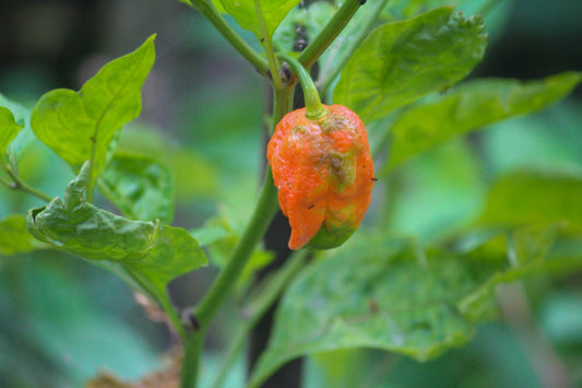 What is a Ghost Pepper?